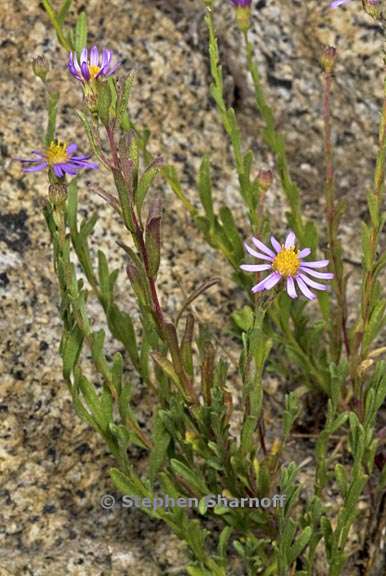 erigeron breweri var breweri 2 graphic